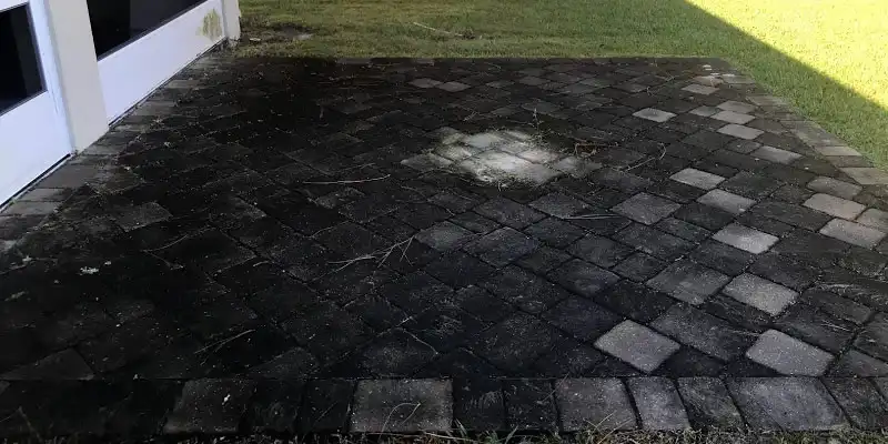 Black Mold